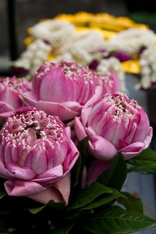 Pink Lotus Royalty Free Stock Image