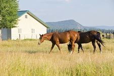 Two Brown Horses Grazing In The Field Royalty Free Stock Photography Two Brown Horses Grazing In The Field Royalty Free Stock Photography