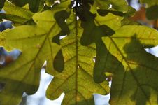Green Oak Leaves Royalty Free Stock Image Green Oak Leaves Royalty Free Stock Image