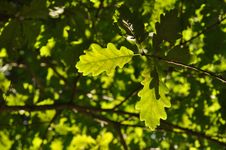 Green Oak Leaves Royalty Free Stock Photos Green Oak Leaves Royalty Free Stock Photos