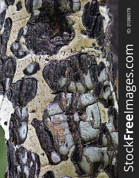 Aging bark of a birch tree. Aging bark of a birch tree