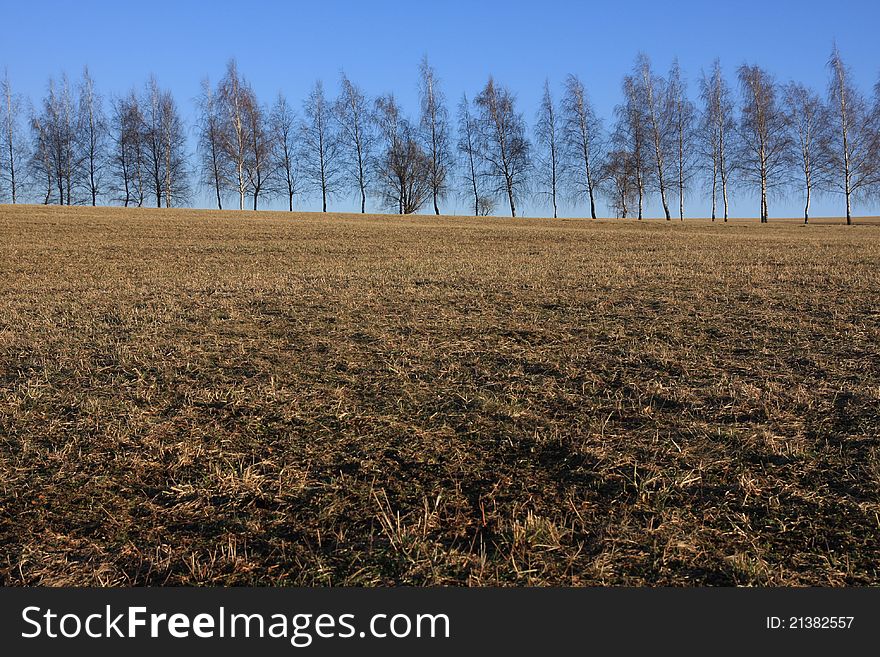 Lane of birch trees in late autumn, with field in front of the image