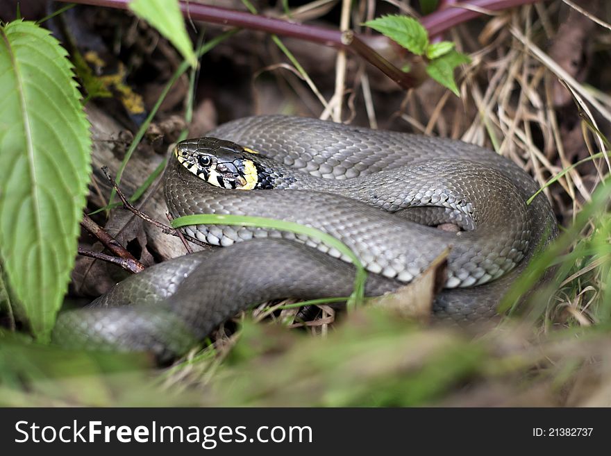 Grass snake in natural forest environment closeup