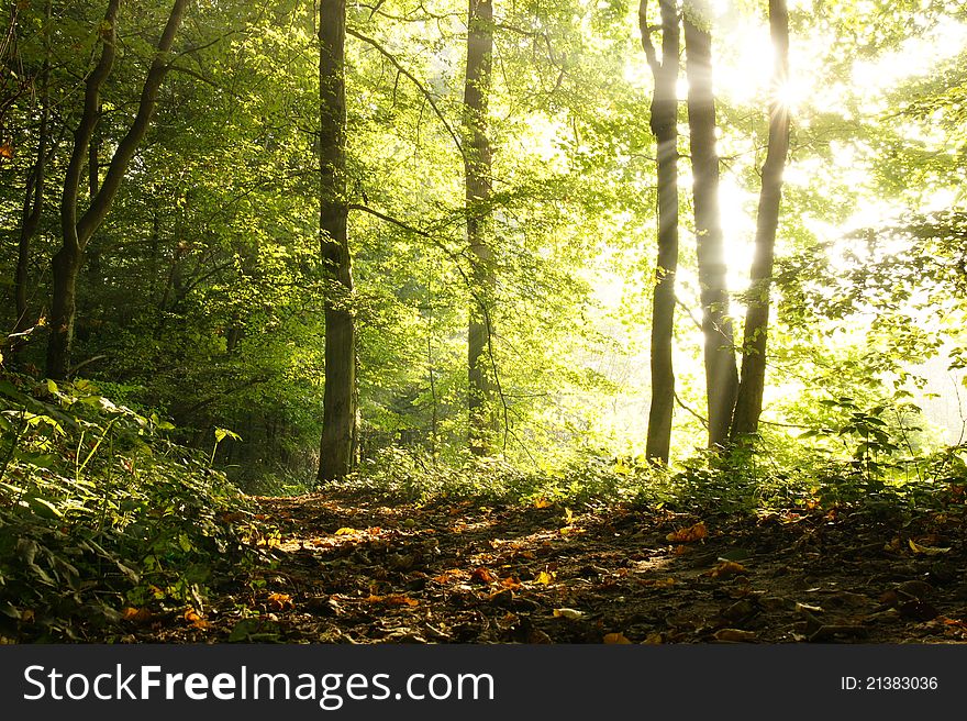 Rural road in a misty autumn forest