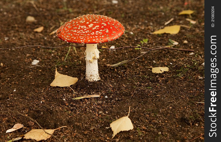 Amanita - a poisonous mushroom, red mushroom cap with white spots, on rocky ground with yellow leaves. Amanita - a poisonous mushroom, red mushroom cap with white spots, on rocky ground with yellow leaves.