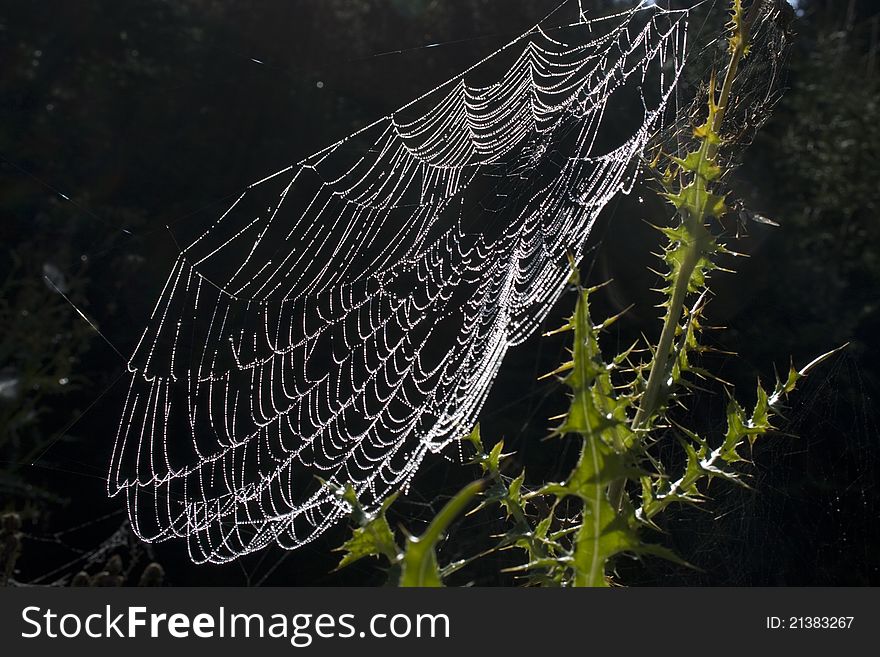 Dewy spiderweb on thistle, complete