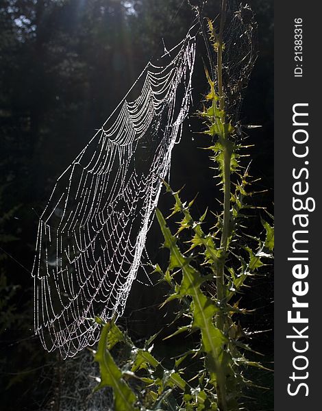 Dewy spiderweb on thistle, vertical