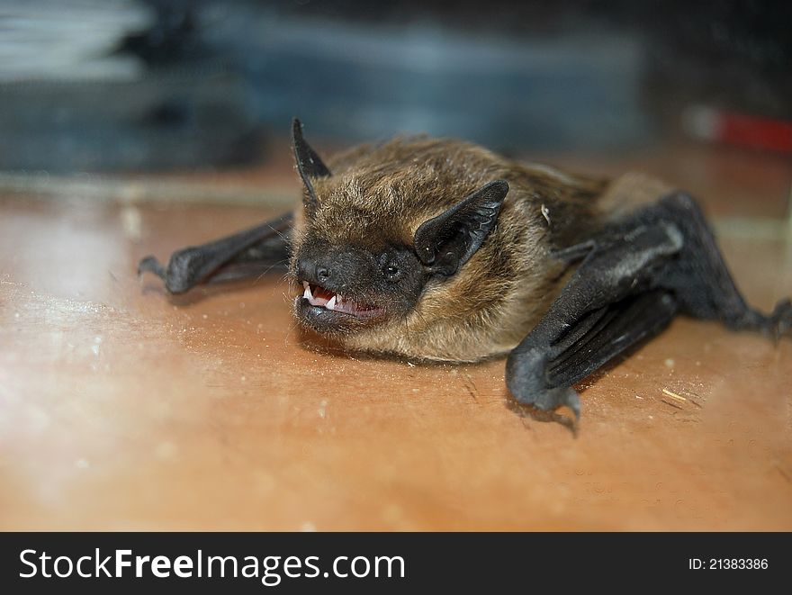 Bat sitting on the table