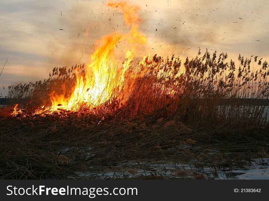 Sedges dry fire with sparks and flashes of potent