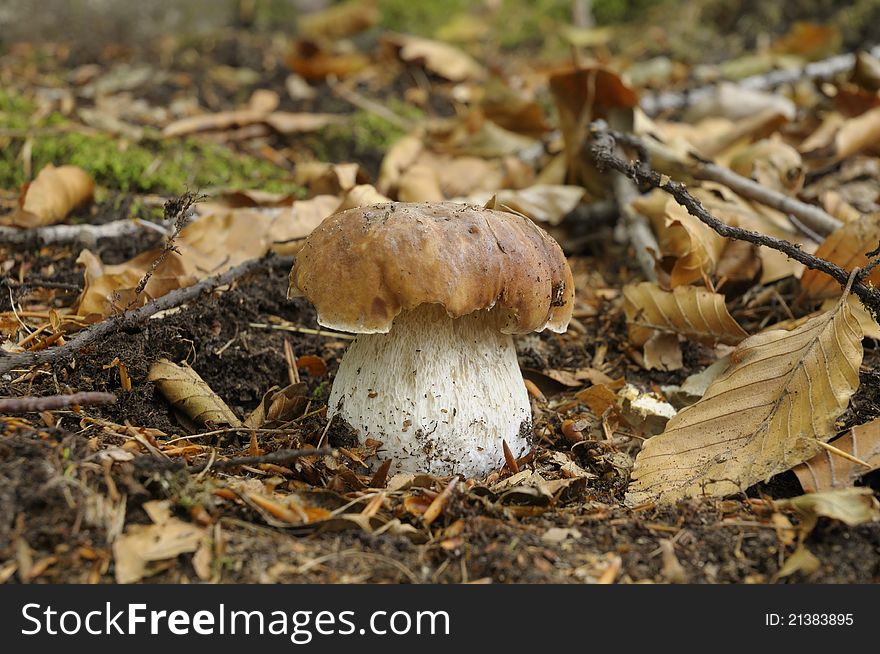 A Boletus Edulis in the middle of the dry leaves. A Boletus Edulis in the middle of the dry leaves
