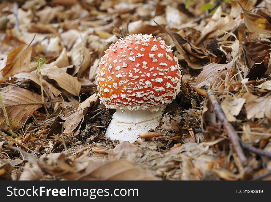 An Amanita muscaria in the midst of dry leaves. An Amanita muscaria in the midst of dry leaves