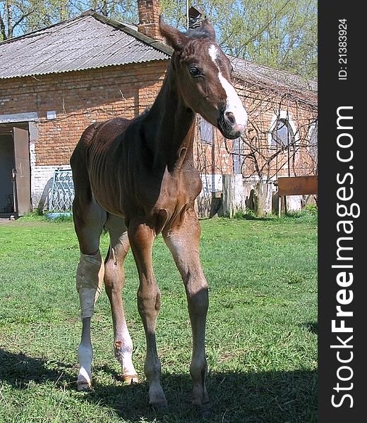 Bouncing young horse with a wounded leg