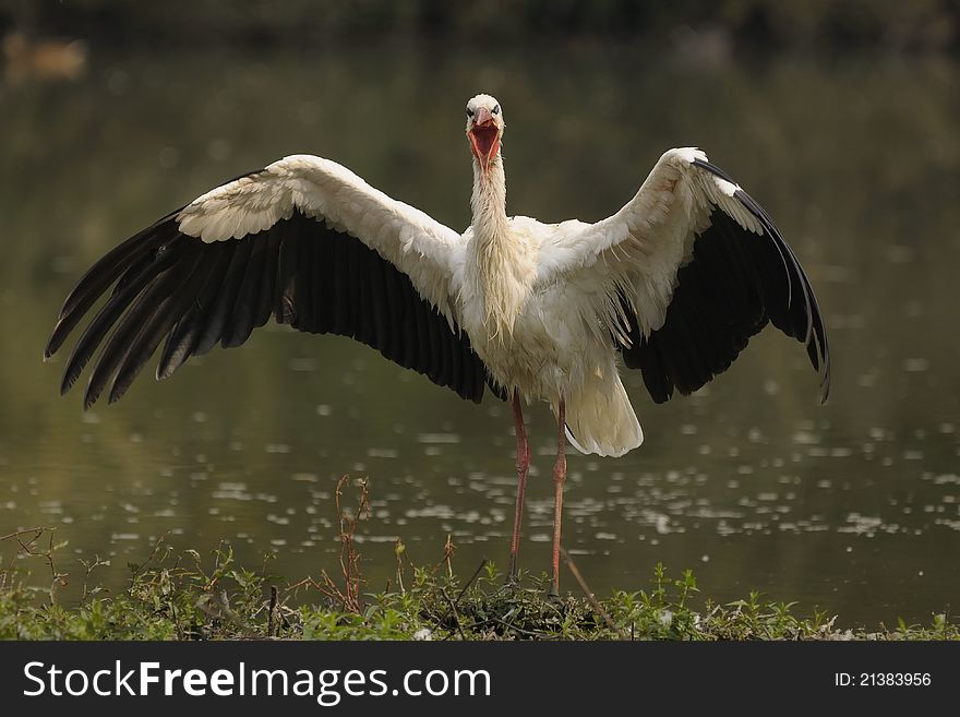 Frontal view of a white stork. Frontal view of a white stork