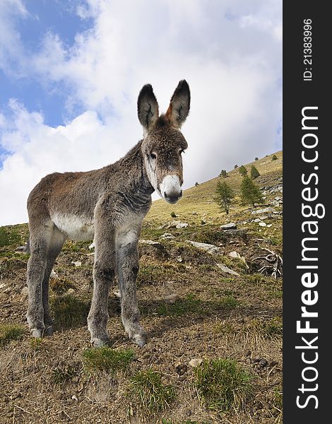 A small gray donkey in a mountain meadow. A small gray donkey in a mountain meadow