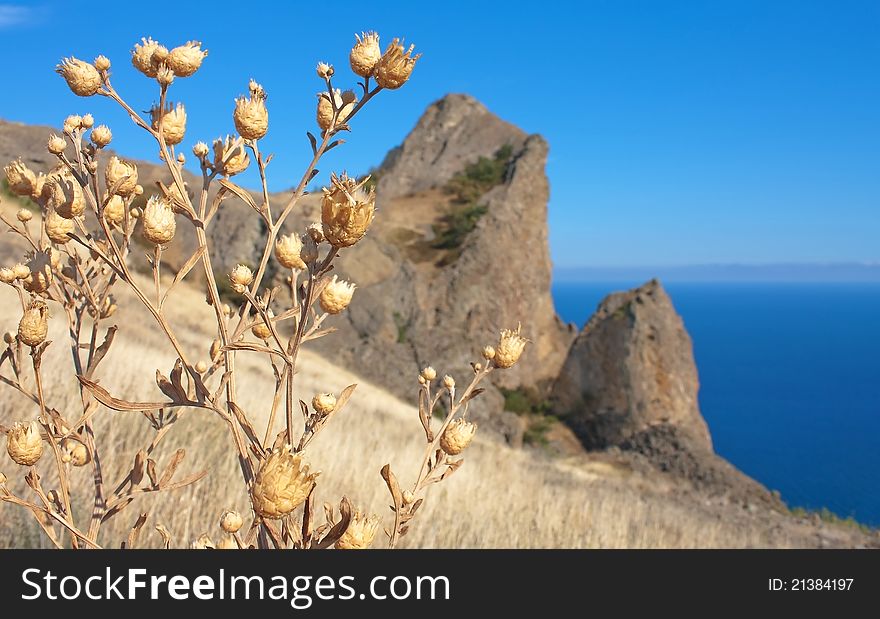 Dry thorn plant on Karadag mountain. National park, Black Sea, Crimea, Ukraine. Dry thorn plant on Karadag mountain. National park, Black Sea, Crimea, Ukraine