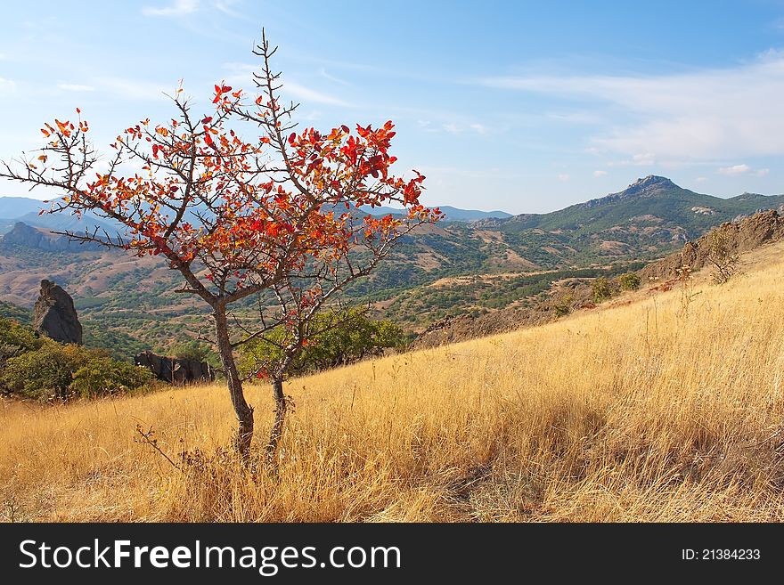 Image Of Lone Red Autumn Tree On Karadag Mountain