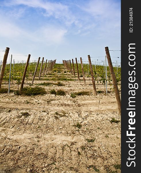 Barbera vineyard during spring season, Monferrato area, Piedmont region, Italy. Barbera vineyard during spring season, Monferrato area, Piedmont region, Italy