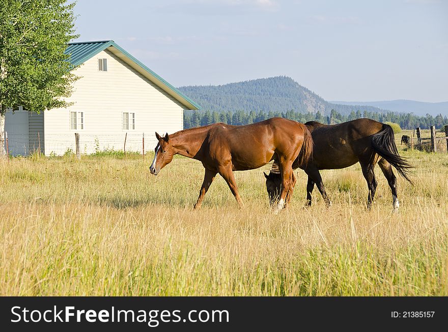 Two Brown Horses Grazing in the Field