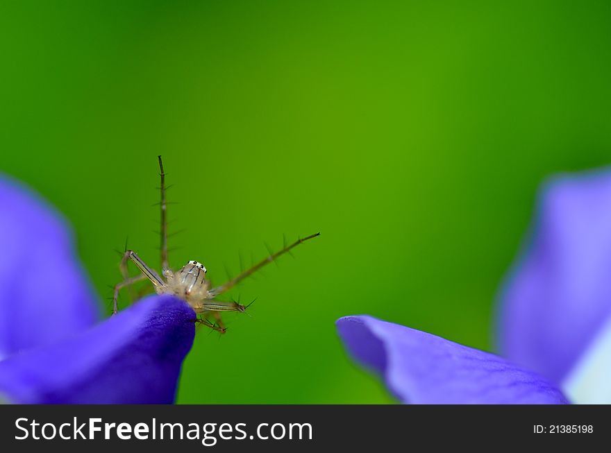 Lynx spider and green background. Lynx spider and green background