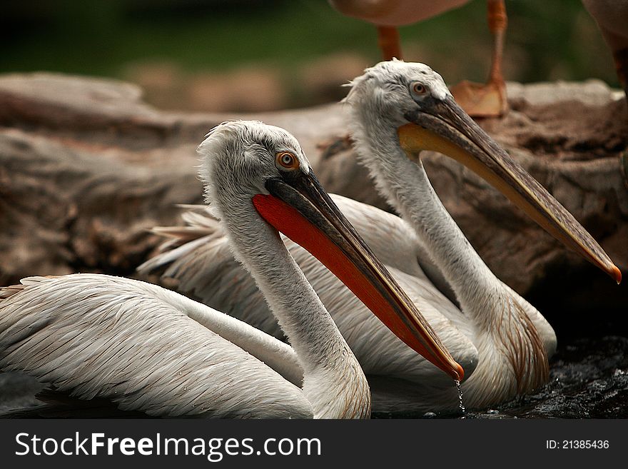 Two pelicans swimming or floating on water.Singapore bird park. Two pelicans swimming or floating on water.Singapore bird park