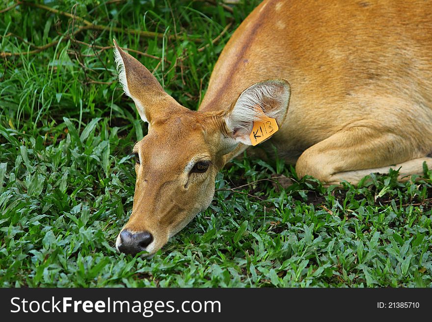 A sleeping female deer in Thailand