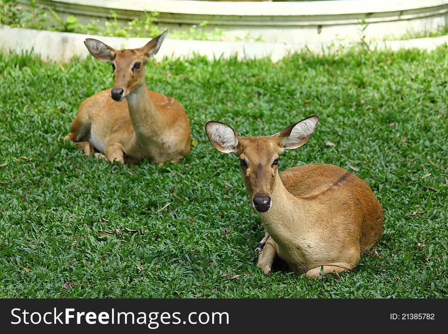 Two sitting deer in the park of Thailand