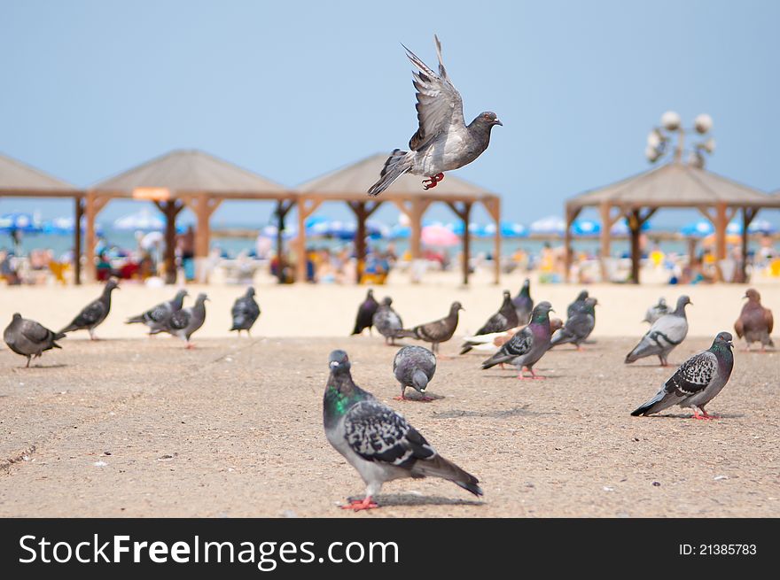 One fling pigeon and many others standing on the ground near to the beach. One fling pigeon and many others standing on the ground near to the beach.