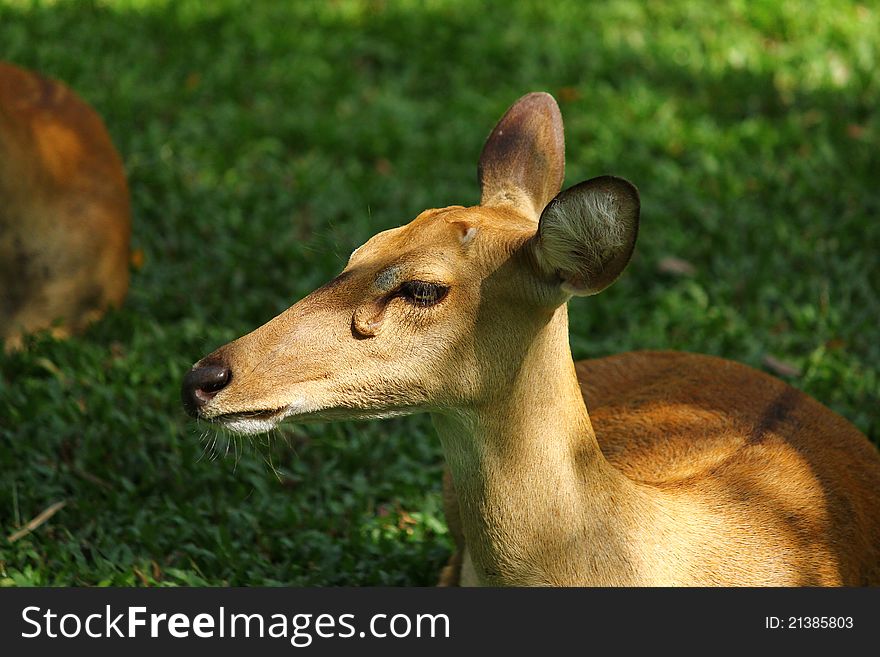 A female deer in the park of Thailand. A female deer in the park of Thailand