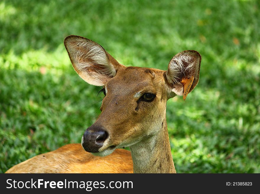 A female deer in the park of Thailand