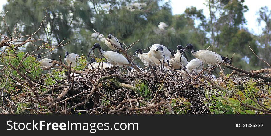 Common Australian White Ibis birds building their nests in a park. Common Australian White Ibis birds building their nests in a park