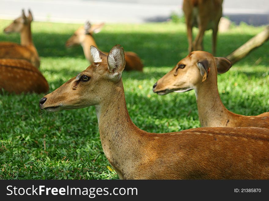 A deer park in Thailand