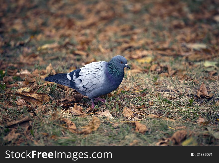 Pigeon on an autumn glade