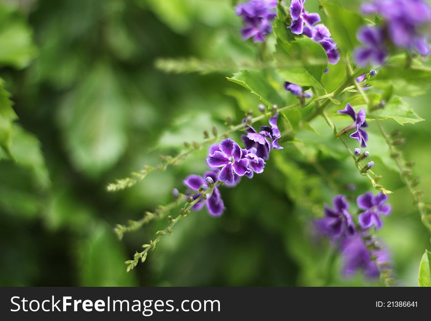 Colorful tropical flowers(Duranta erecta/Verbeceae