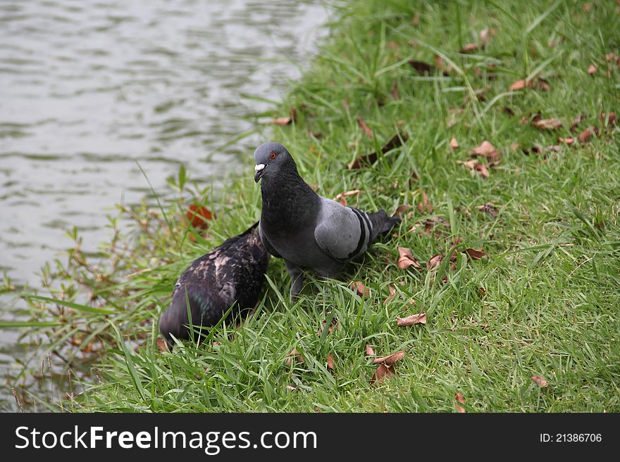 Two grey pigeon on green grass near lake. Two grey pigeon on green grass near lake