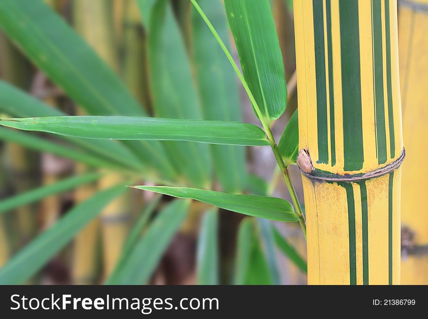 Close up of Golden-Stripe Bamboo Stems with green leafs. Close up of Golden-Stripe Bamboo Stems with green leafs