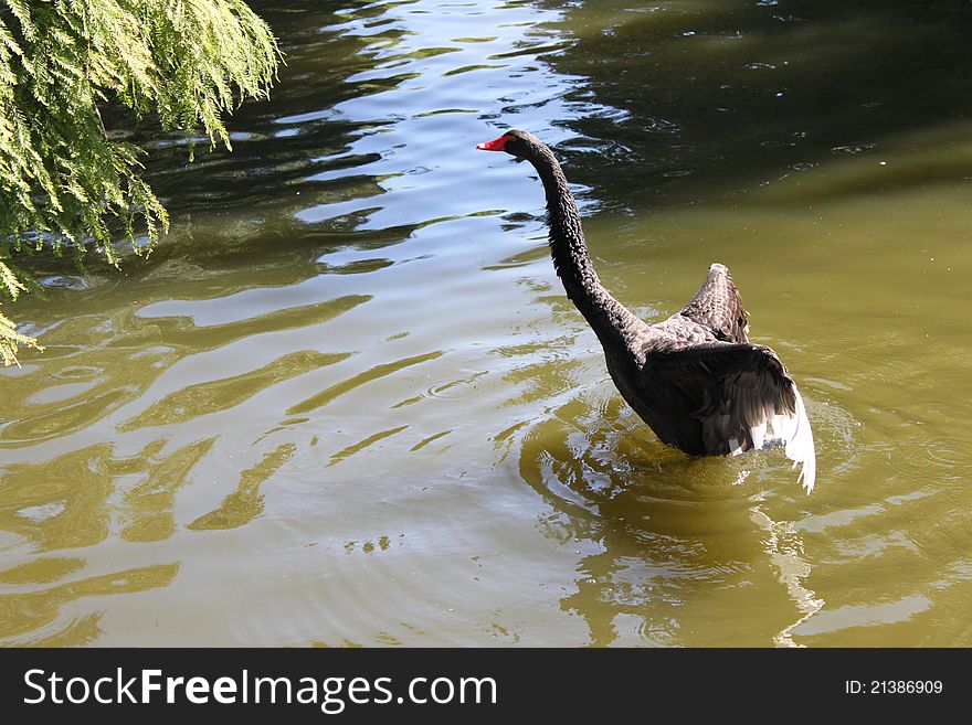 Black swan with wings open. Black swan with wings open