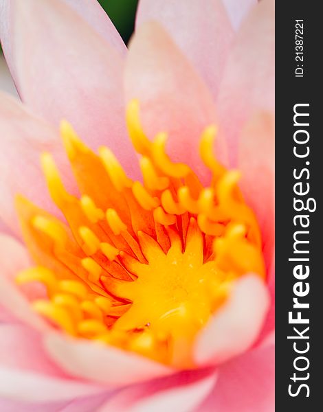 Macro photo of pink lotus with yellow pollen. Macro photo of pink lotus with yellow pollen