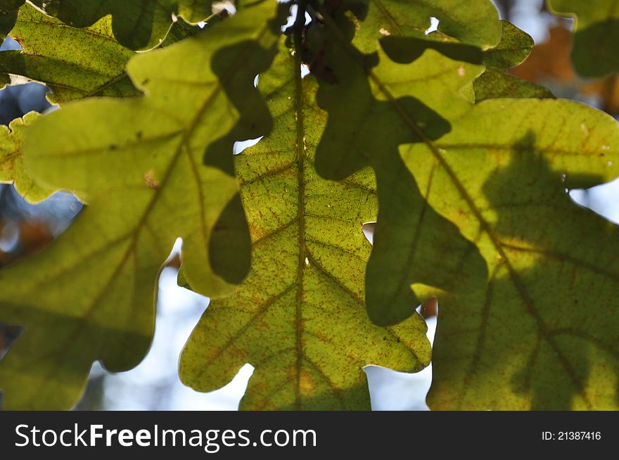 Green oak leaves and blue sky on background