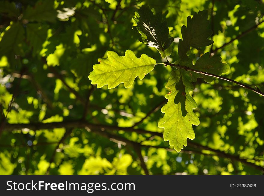 Green oak leaves, brenches with green leves on background