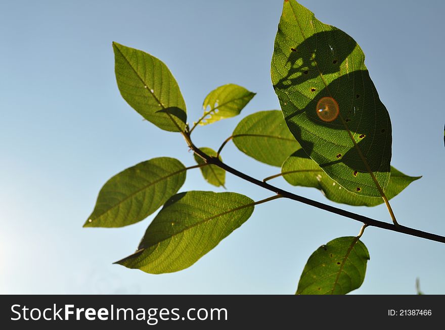 Green leaves and blue sky on background