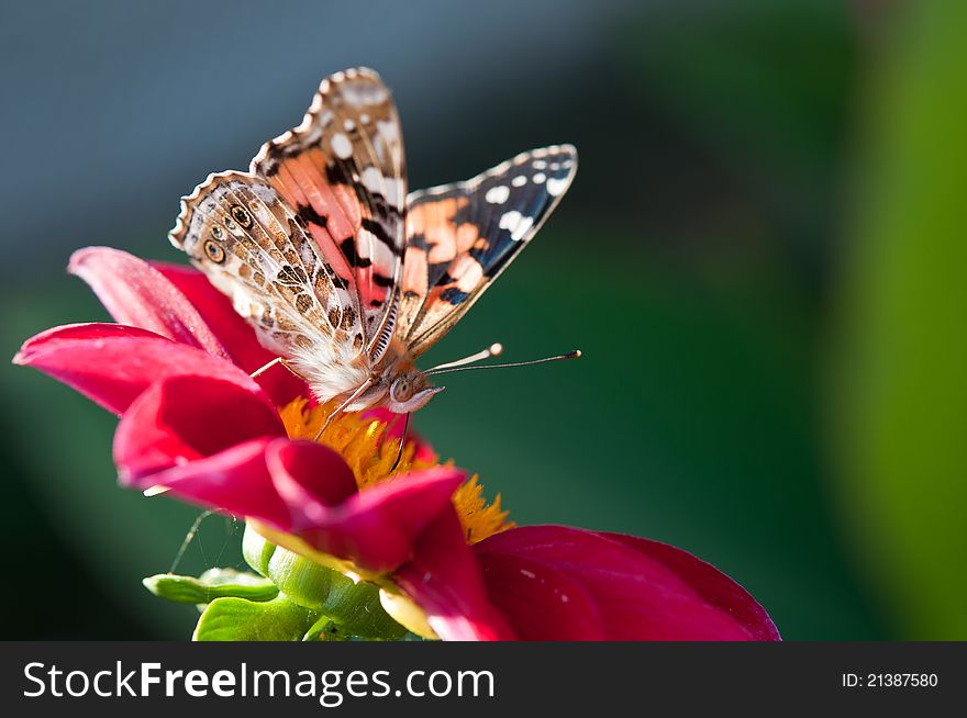 Beautiful butterfly rests on a red flower. Beautiful butterfly rests on a red flower