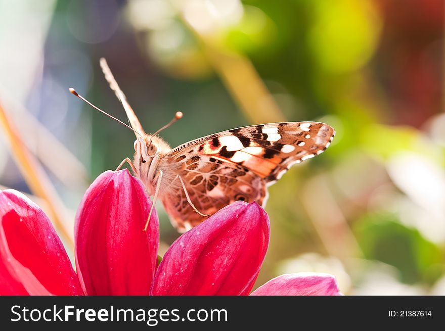 Beautiful butterfly rests on a red flower. Beautiful butterfly rests on a red flower