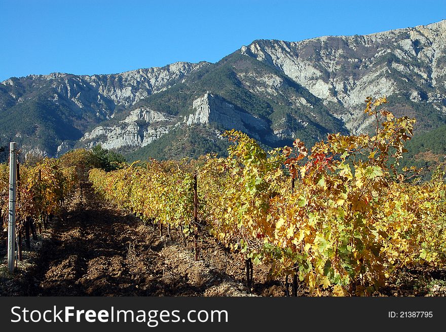 Field of grape vines with mountains