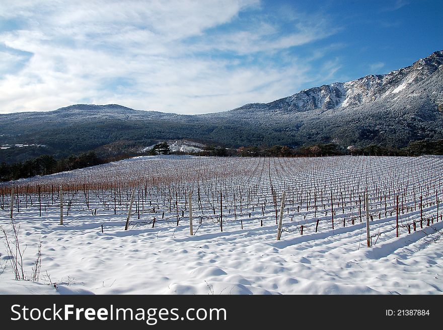 Landscape with grape wine fields. Landscape with grape wine fields