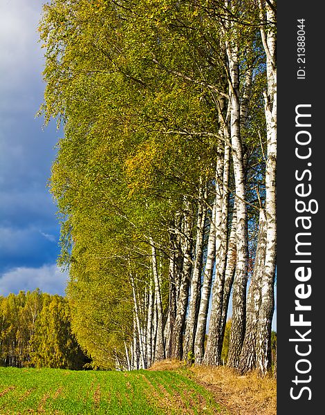White trunks of birch trees on the background of green and yellow autumn foliage and dark blue sky. White trunks of birch trees on the background of green and yellow autumn foliage and dark blue sky