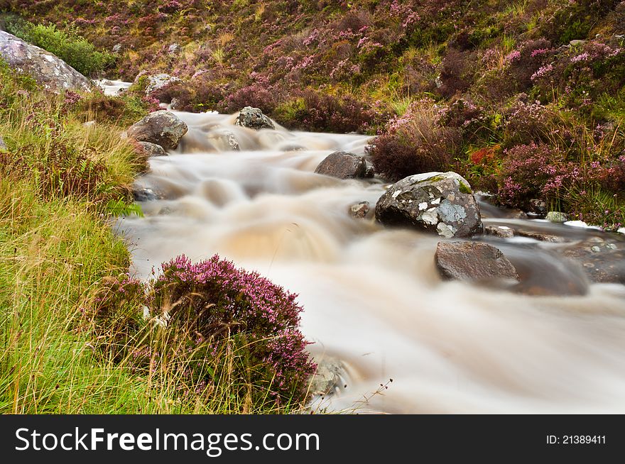 Mountain Stream And Heather