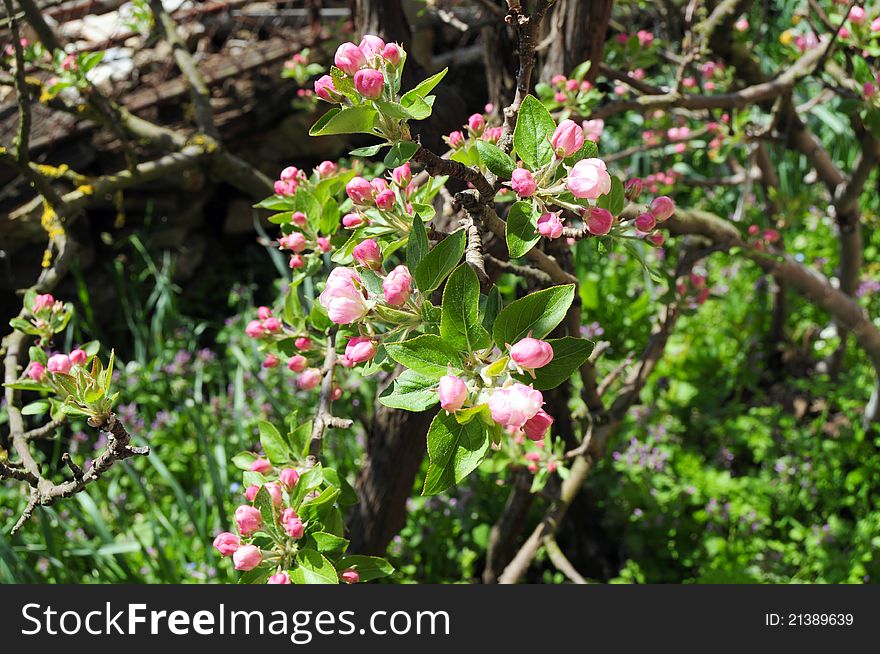 Closeup of pink blossoms on apple tree in garden. Closeup of pink blossoms on apple tree in garden