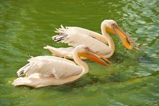 Pink Pelicans Wading In A Pond Stock Images Pink Pelicans Wading In A Pond Stock Images