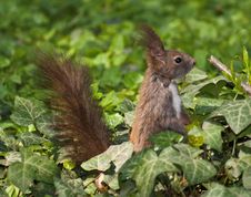 Eurasian Red Squirrel Stock Images Eurasian Red Squirrel Stock Images