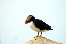 Big First Step For The Puffin Stock Image